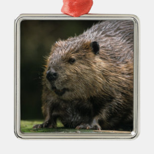 VS, Washington, Northwest Trek. Bever Metalen Ornament