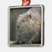 VS, Washington, Northwest Trek. Bever Metalen Ornament (Links)