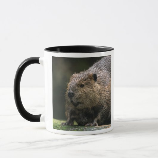 VS, Washington, Northwest Trek. Bever Mok (Links)