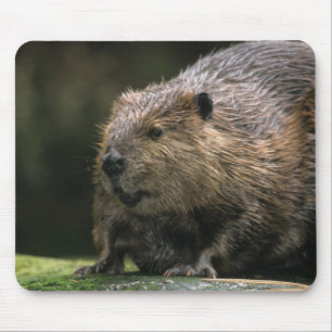VS, Washington, Northwest Trek. Bever Muismat