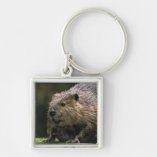 VS, Washington, Northwest Trek. Bever Sleutelhanger (Voorkant)