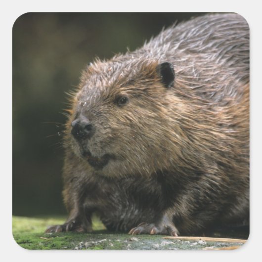 VS, Washington, Northwest Trek. Bever Vierkante Sticker (Voorkant)