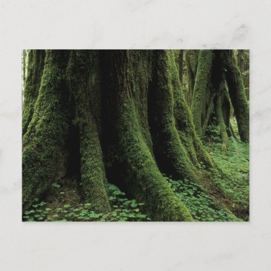 VS, Washington, Olympic National Park, 2 Briefkaart (Voorkant)