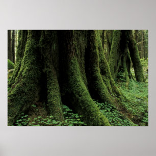 VS, Washington, Olympic National Park, 2 Poster
