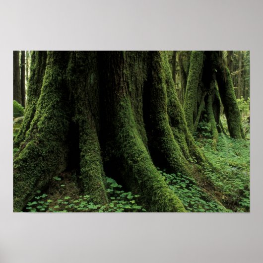 VS, Washington, Olympic National Park, 2 Poster (Voorkant)