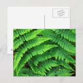 VS, Washington, Olympic National Park, Athyrium Briefkaart (Voorkant / Achterkant)