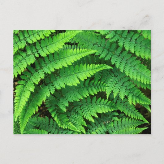 VS, Washington, Olympic National Park, Athyrium Briefkaart (Voorkant)