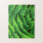 VS, Washington, Olympic National Park, Athyrium Legpuzzel (Verticaal)