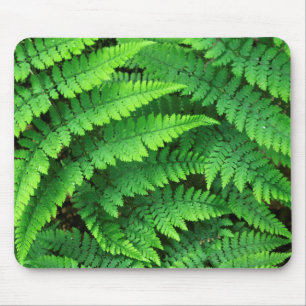 VS, Washington, Olympic National Park, Athyrium Muismat