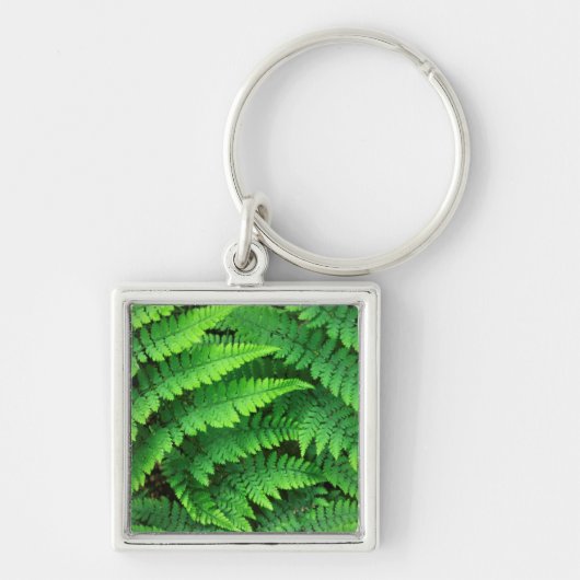 VS, Washington, Olympic National Park, Athyrium Sleutelhanger (Voorkant)