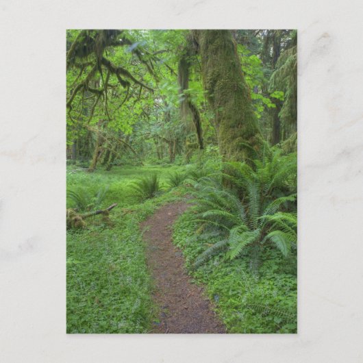 VS, Washington, Olympic National Park, Briefkaart (Voorkant)