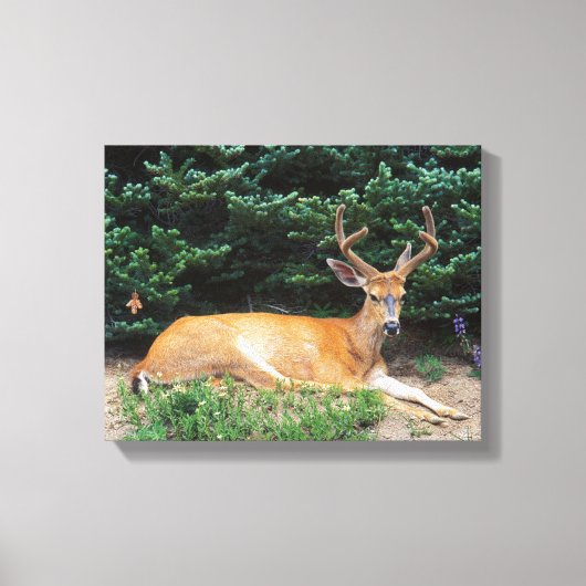 VS, Washington, Olympic National Park Canvas Afdruk (Voorkant)