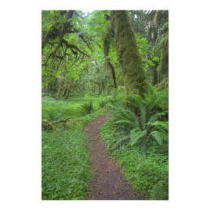 VS, Washington, Olympic National Park, Foto Afdruk