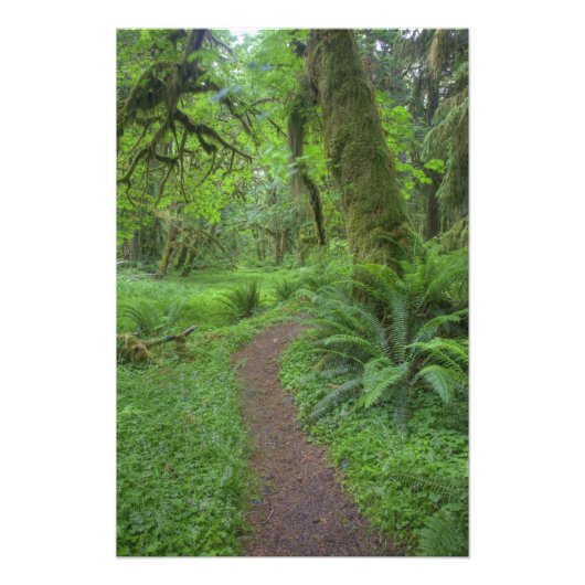 VS, Washington, Olympic National Park, Foto Afdruk (Voorkant)