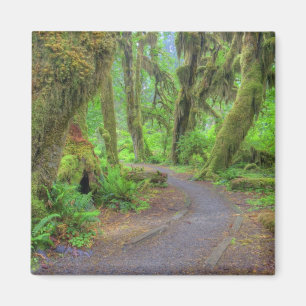 VS, Washington, Olympic National Park, Hoh 2 Magneet