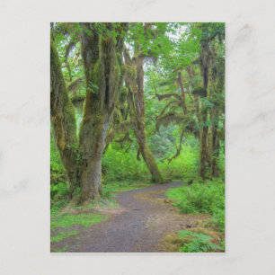 VS, Washington, Olympic National Park, Hoh Briefkaart