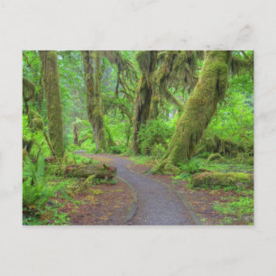 VS, Washington, Olympic National Park, Hoh Rain Briefkaart