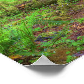 VS, Washington, Olympic National Park, Hoh-regen Poster (Hoek)