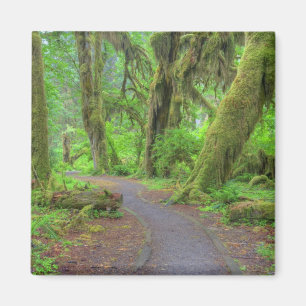 VS, Washington, Olympic National Park, Hoh-regenwo Magneet