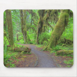 VS, Washington, Olympic National Park, Hoh-regenwo Muismat
