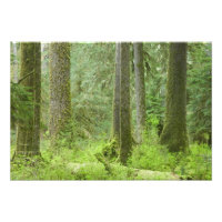 VS, Washington, Olympic National Park, Lente 3