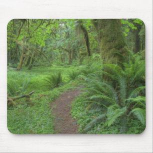 VS, Washington, Olympic National Park, Muismat