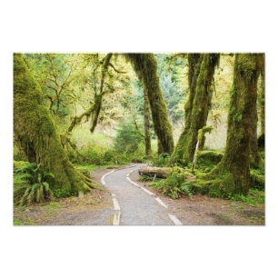 VS, Washington, Olympic National Park, Wandelen Foto Afdruk