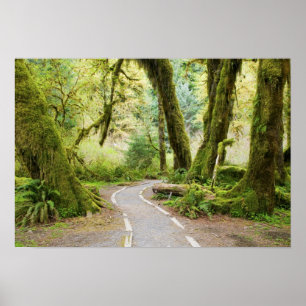 VS, Washington, Olympic National Park, Wandelen Poster