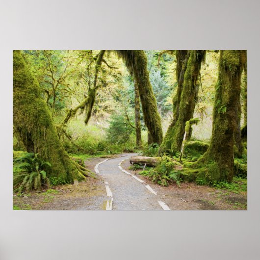 VS, Washington, Olympic National Park, Wandelen Poster (Voorkant)