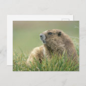 VS, Washington, Olympic NP, Olympic Marmot Briefkaart (Voorkant / Achterkant)