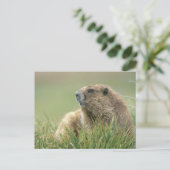 VS, Washington, Olympic NP, Olympic Marmot Briefkaart (Staand voorkant)