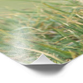 VS, Washington, Olympic NP, Olympic Marmot Foto Afdruk (Hoek)