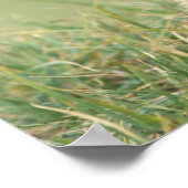 VS, Washington, Olympic NP, Olympic Marmot Poster (Hoek)