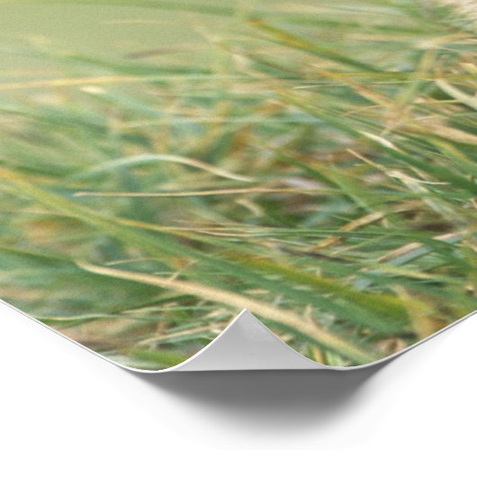 VS, Washington, Olympic NP, Olympic Marmot Poster (Hoek)