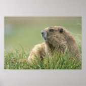 VS, Washington, Olympic NP, Olympic Marmot Poster (Voorkant)