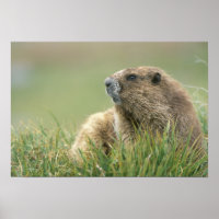 VS, Washington, Olympic NP, Olympic Marmot