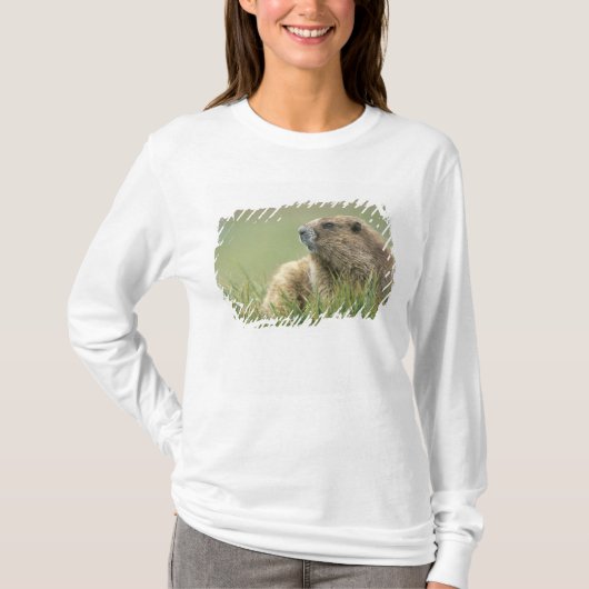 VS, Washington, Olympic NP, Olympic Marmot T-shirt (Voorkant)