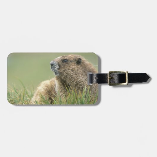 VS, Washington, Olympic NP, Olympische marmot Bagagelabel (Voorkant horizontaal)