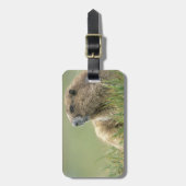 VS, Washington, Olympic NP, Olympische marmot Bagagelabel (Voorkant verticaal)