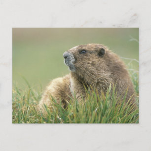 VS, Washington, Olympic NP, Olympische marmot Briefkaart