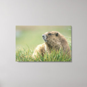 VS, Washington, Olympic NP, Olympische marmot Canvas Afdruk