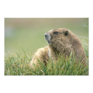 VS, Washington, Olympic NP, Olympische marmot Foto Afdruk