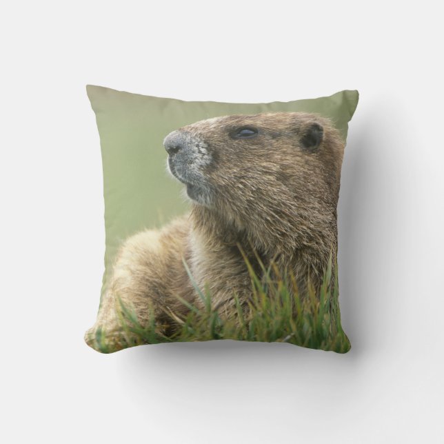 VS, Washington, Olympic NP, Olympische marmot Kussen (Voorkant)