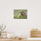 VS, Washington, Olympic NP, Olympische marmot Poster (Keuken)