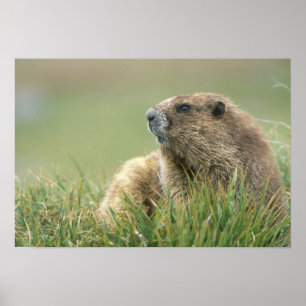 VS, Washington, Olympic NP, Olympische marmot Poster