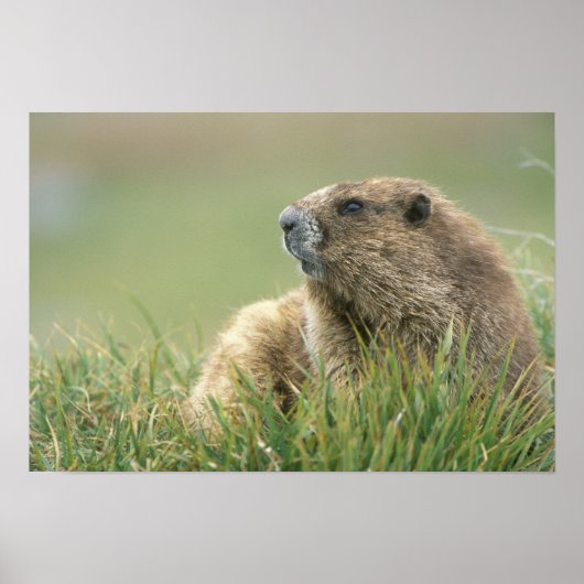 VS, Washington, Olympic NP, Olympische marmot Poster (Voorkant)