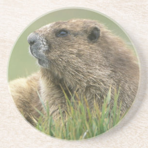 VS, Washington, Olympic NP, Olympische marmot Zandsteen Onderzetter