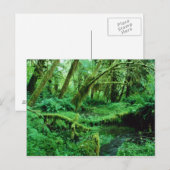 VS, Washington, Olympisch Nat. Park, Hoh Rain Briefkaart (Voorkant / Achterkant)