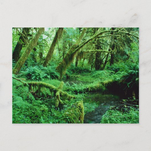 VS, Washington, Olympisch Nat. Park, Hoh Rain Briefkaart (Voorkant)