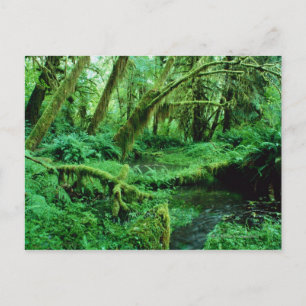 VS, Washington, Olympisch Nat. Park, Hoh Rain Briefkaart